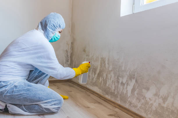 Licensed Mold Remediation service in Granville, IL - WQB Mold Removal